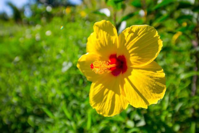 Kirpal Meditation And Ecological Center Pahoa Exterior foto